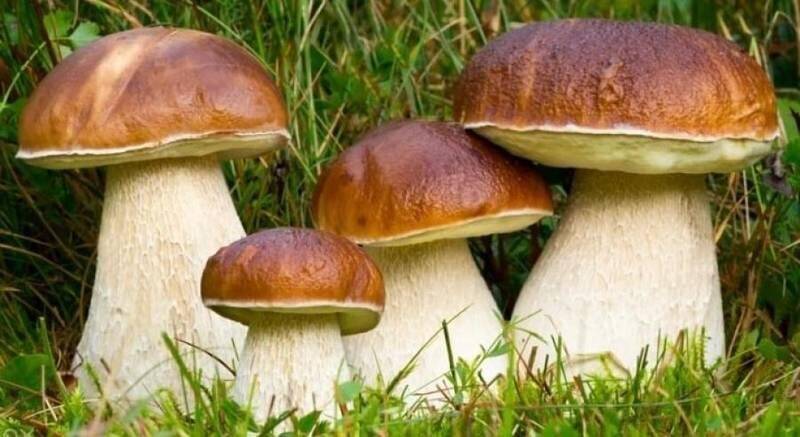 Raccolta Funghi