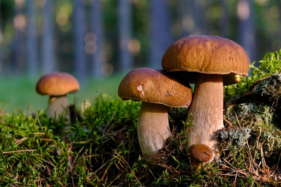 funghi funghi