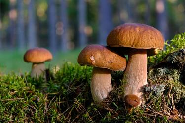 funghi